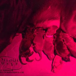 Boy 3 - Black and rust male Doberman Pinscher puppy in China Township, Michigan from Snell's Superior Kennel Dobermann & GSP