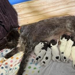 Wirehaired Pointing Griffon puppies from Bean Blossom Wirehaired Pointing Griffons