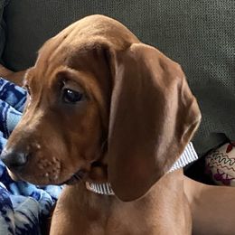 Redbone Coonhound Puppies from Shannon Family Redbone Coonhounds
