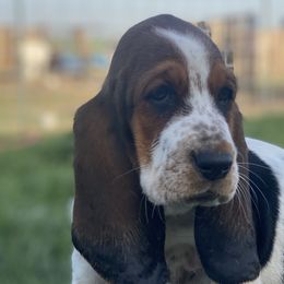 Basset Hound Puppies from Valley Bassets