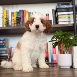 Titan - Apricot male Cavapoo puppy in Sun City, Arizona from AZ Cavapoos