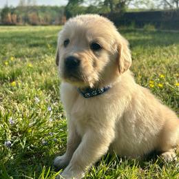 Rainy - Light golden male Golden Retriever puppy in Doniphan, Missouri from Stockford’s Golden Retrievers