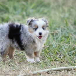Ella - Blue merle female Toy Australian Shepherd puppy in Wichita Falls, Texas from Shooting Stars Ranch Toy and Mini Aussies