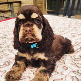 Turquoise Girl - Brown white and tan female Cocker Spaniel puppy in Beggs, Oklahoma from Southern Country Cockers