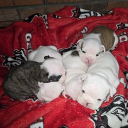 Bulldog puppies from Chief Bulldogs