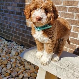 Bernedoodle, Goldendoodle, and Poodle Puppies from Southern Enchanted Doodles