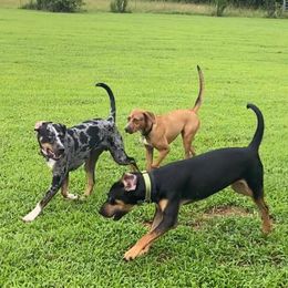 Catahoula Leopard Dogs from Ancient Roots’ Catahoulas