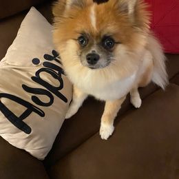 Pomeranian Puppies from KB Pom Pups