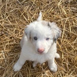 Freddy - Lilac merle male Border Collie puppy in Burlington, Kentucky from Murphys Farm