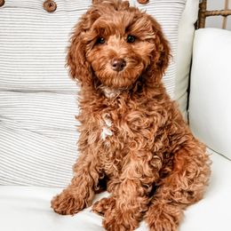 Carolina - Red female Cavapoo puppy in American Fork, Utah from Kym's Cavapoos