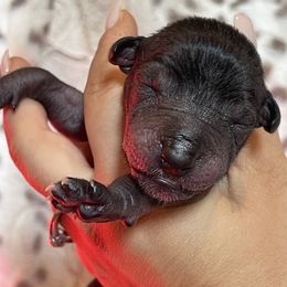 Tayanna - Black Xoloitzcuintli puppy in Victorville, California from Elegancia Vintage Xoloitzcuintle