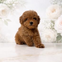 Scarlett - Red  female Poodle puppy in Weston, Florida from Miami Toy Poodles