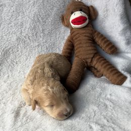Girl 3 - Apricot female Goldendoodle puppy in Lapeer, Michigan from Doodle All Day