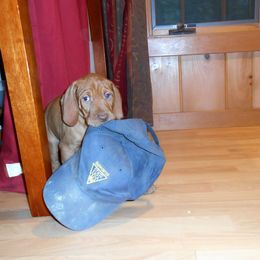 Vizsla Puppies from Mill Pond Farm Vizslas
