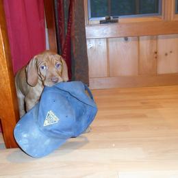Vizsla Puppies from Mill Pond Farm Vizslas