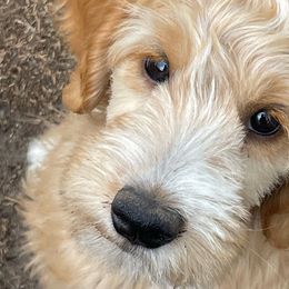 Deema - Apricot Goldendoodle puppy in Humble, Texas from Texas Shine Doodles