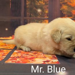 Goldendoodle, Golden Retriever, Labradoodle, and Labrador Retriever Puppies from Robertson's Retrievers and Doodles