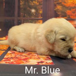 Goldendoodle, Golden Retriever, Labradoodle, and Labrador Retriever Puppies from Robertson's Retrievers and Doodles