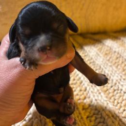 Girl 3 - female Cavalier King Charles Spaniel puppy in Tucson, Arizona from Abbey Road Cavaliers