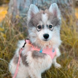 Briar - Black and white female Pomsky puppy in Cleveland, Ohio from Lake Point Pomskies