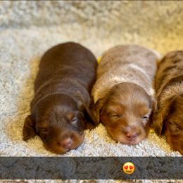 Dachshund Puppies from JK Kennel