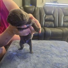 Blue1 - Gray male Cane Corso puppy in Jacksonville, Florida from Fleming Cane Corso's