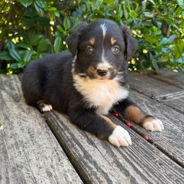 JohnnyCash - Black tri-color male Australian Shepherd puppy in Statesville, North Carolina from Charming Australian Shepherds