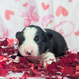 Heart - Black and white female Border Collie puppy in Raccoon, Kentucky from Skyline Border Collies