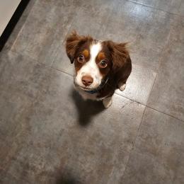 Australian Shepherd, Miniature American Shepherd, and Miniature Australian Shepherd All Grown Up from Spirited Aussies