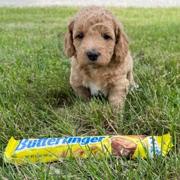 Goldendoodle and Shichon Puppies from Kinzor Kennels