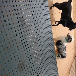 Lobo - Australian Shepherd