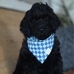 Nash - Black male Goldendoodle puppy in Mesa, Arizona from Wrigley's Doodles