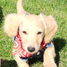 Dachshund Puppies from Northwest Dachshunds