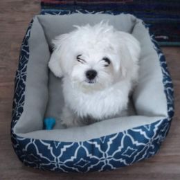 Maltese from Cute Malti's
