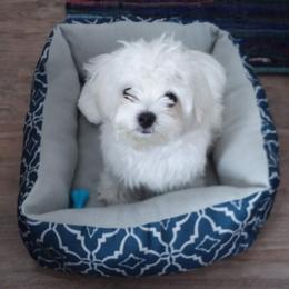 Maltese from Cute Malti's