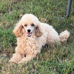 Charlotte - Poodle