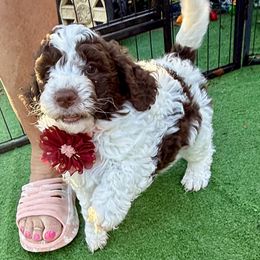Patsy - Chocolate female Goldendoodle puppy in Tyler, Texas from Sassy’s Hollywood Poodles & Doodles