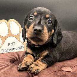 Susie - Black and tan female Dachshund puppy in Ben Wheeler, Texas from P&P Dachshunds