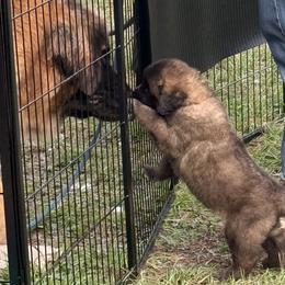 Leonberger Puppies from Forgold Kennels