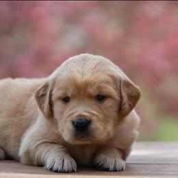 Fern - Golden male Golden Retriever puppy in Saint Joe, Indiana from Golden Acres Farm