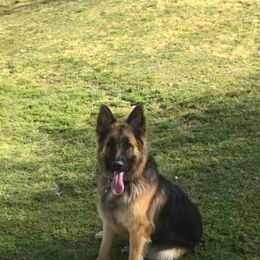 German Shepherd All Grown Up from Freiheit Von Himmel  Shepherds