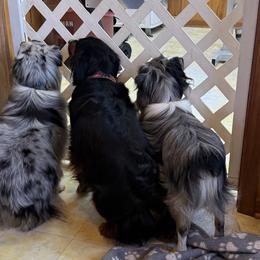 Aussiedoodles and Australian Shepherds from Southern Paws Mini Aussies