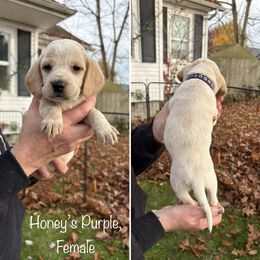 Honeys Purple Collar - Lemon and white female Beagle puppy in Brothers, Oregon from Beagles on the Run