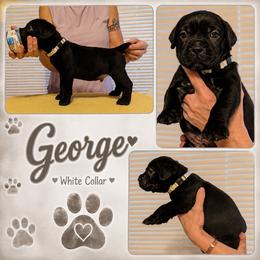 Boy 5 - Black male Cane Corso puppy in Scott County, Tennessee from Nuovo Inizi Kennels
