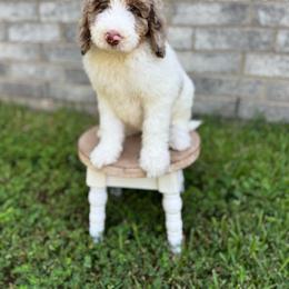 Haven (formerly Amber) - Merle female Bernedoodle puppy in Spring, Texas from At The Cross Kennel