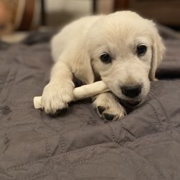 Golden Retriever Puppies from Silver Morning Farm