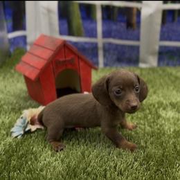 Chocolate and Tan Smooth Female - Chocolate and tan female Dachshund puppy in Killeen, Texas from Southern Dachshunds