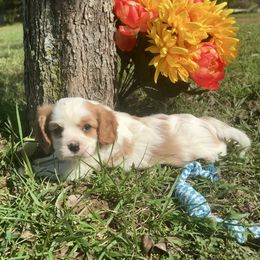 Boy 1 - Blenheim male Cavalier King Charles Spaniel puppy in Houston, Missouri from Puppy PlayPen
