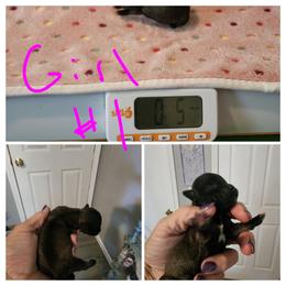 Girl 1 - Black and tan brindle female Havanese puppy in Bourbon, Missouri from Bouncy Bubbly Havanese