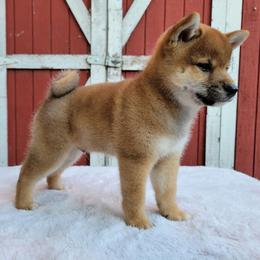Kaito - Red male Shiba Inu puppy in Sacramento, California from Shiba Inu of Matrix